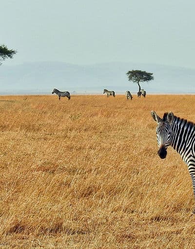 Zebras in the savannah