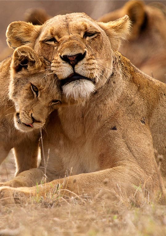 Lions