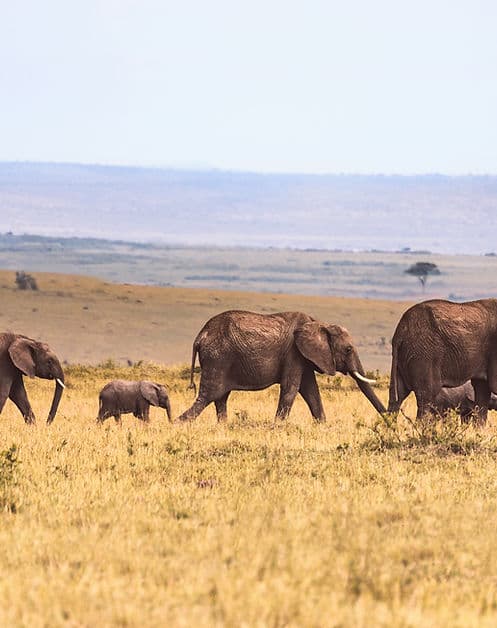 Elephants in the wild