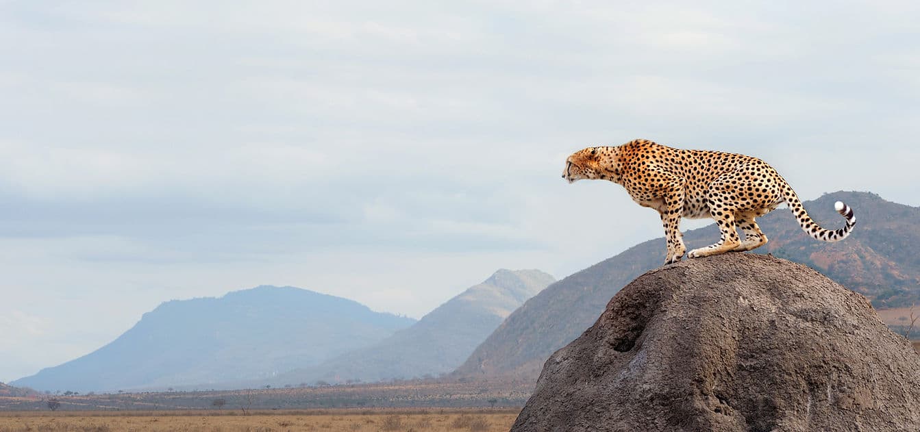 Cheetah on rock
